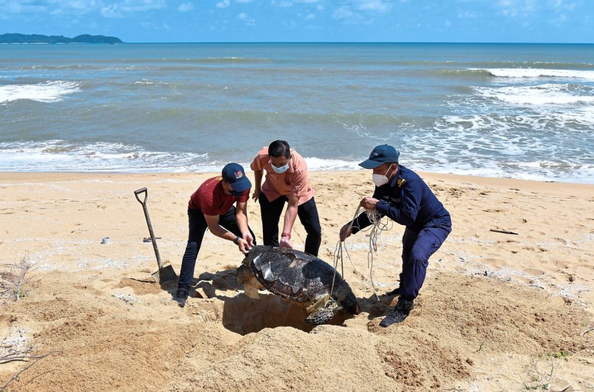another green turtle found dead on terengganu beach