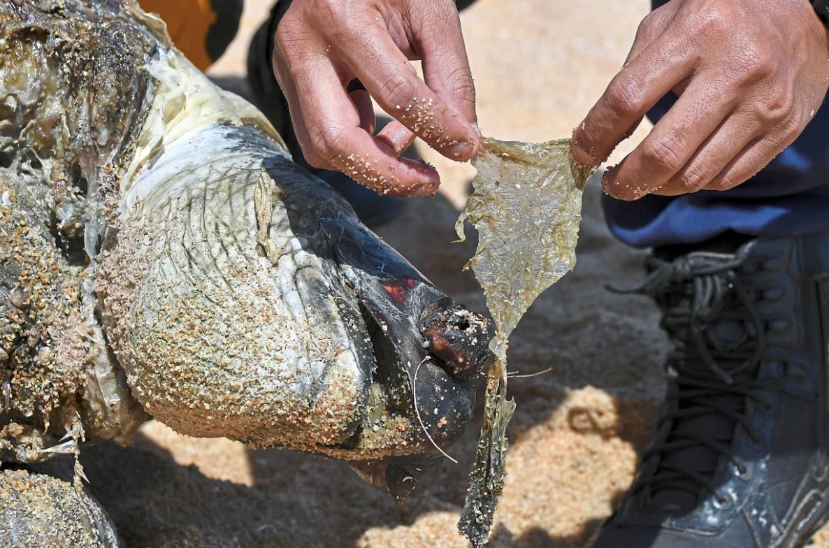 another green turtle found dead on terengganu beach