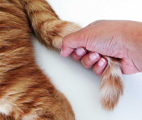 ini sebab kenapa kita tidak boleh tarik ekor kucing!