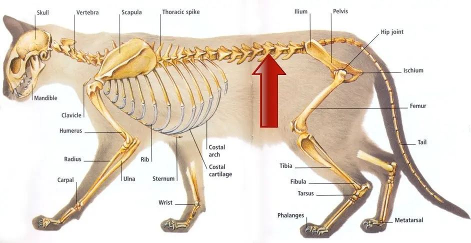 ini sebab kenapa kita tidak boleh tarik ekor kucing!