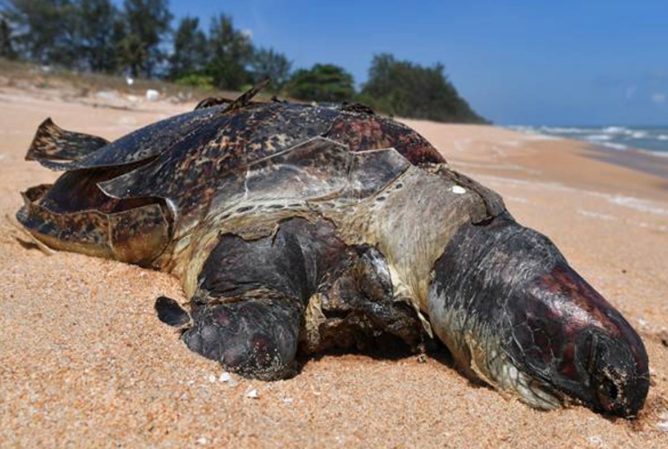 another green turtle found dead in terengganu, making it the 12th one just this month!