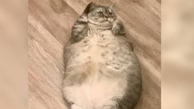 pemilik kucing dipersalahkan kerana berat kucing terlalu gemuk