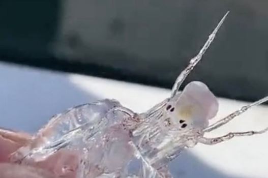 nelayan terkejut jumpa makhluk badan lutsinar, difikirkan makhluk asing