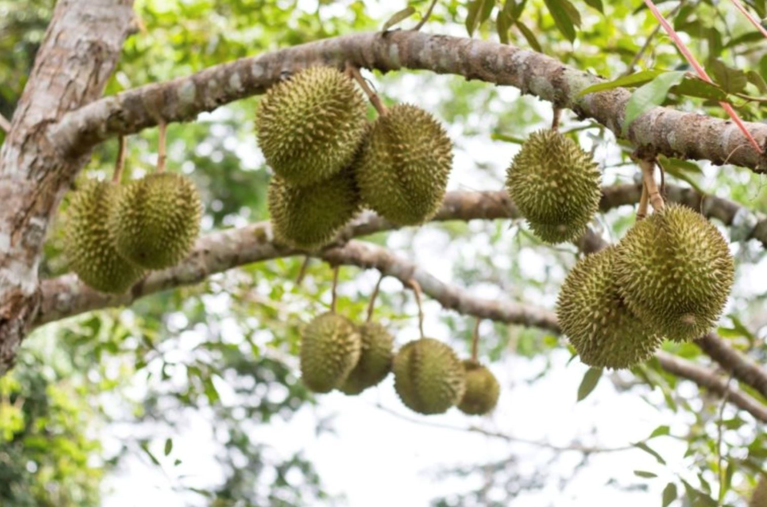thailand government allows people to make loans using trees, including durian & jackfruit! 
