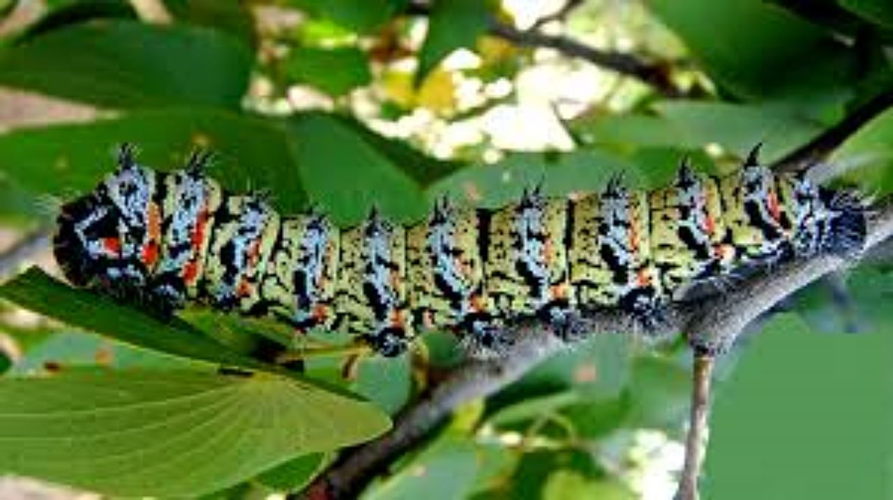 wujud cadangan proses ulat bulu jadi tepung buat makanan