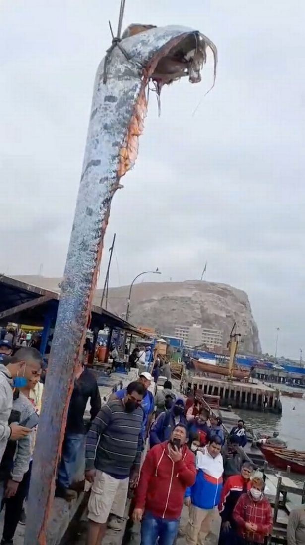 ikan sepanjang 5 meter berjaya ditangkap, ramai risau ia ‘petanda buruk’