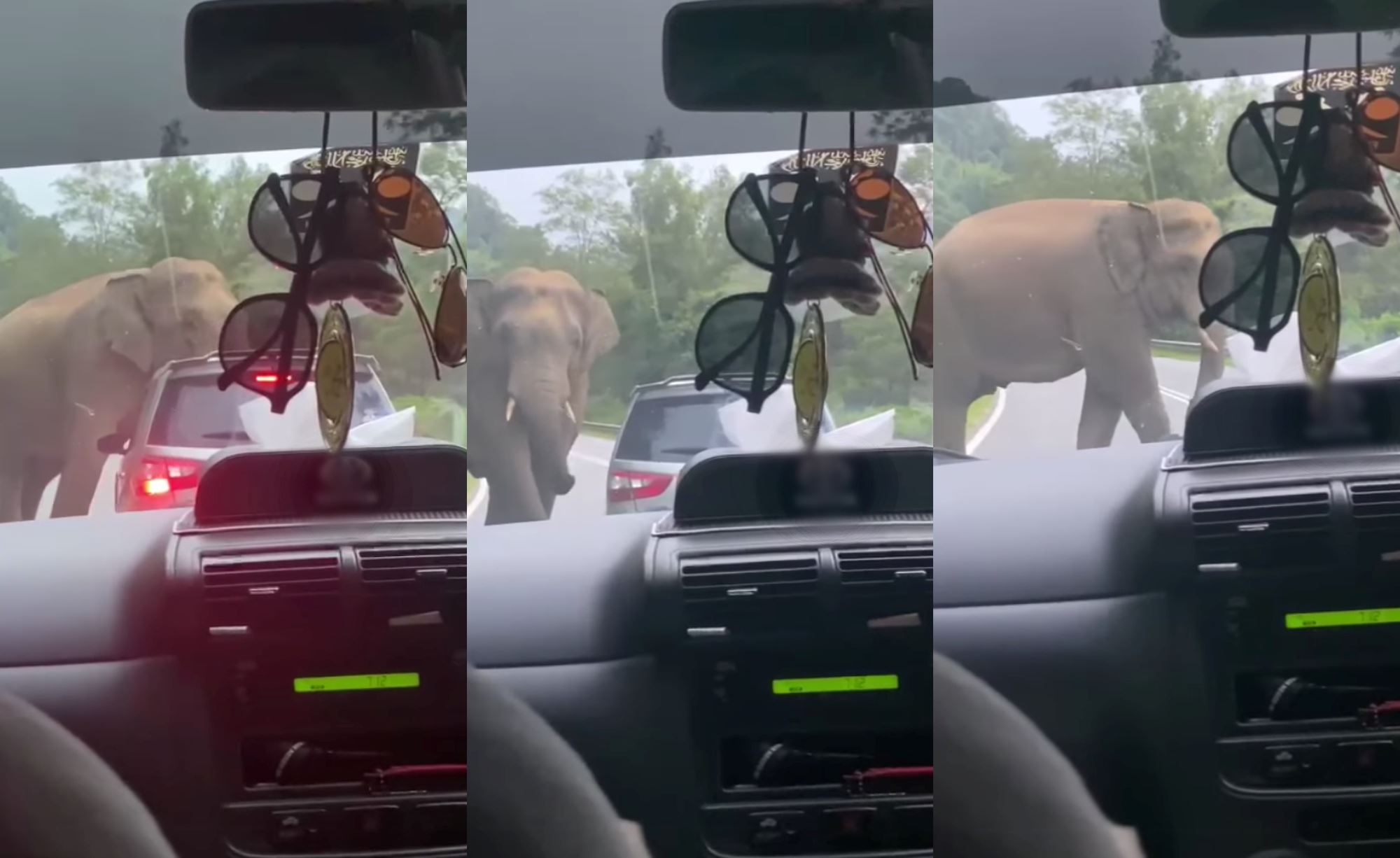 wild elephant greets highway users on their way balik kampung for hari raya!