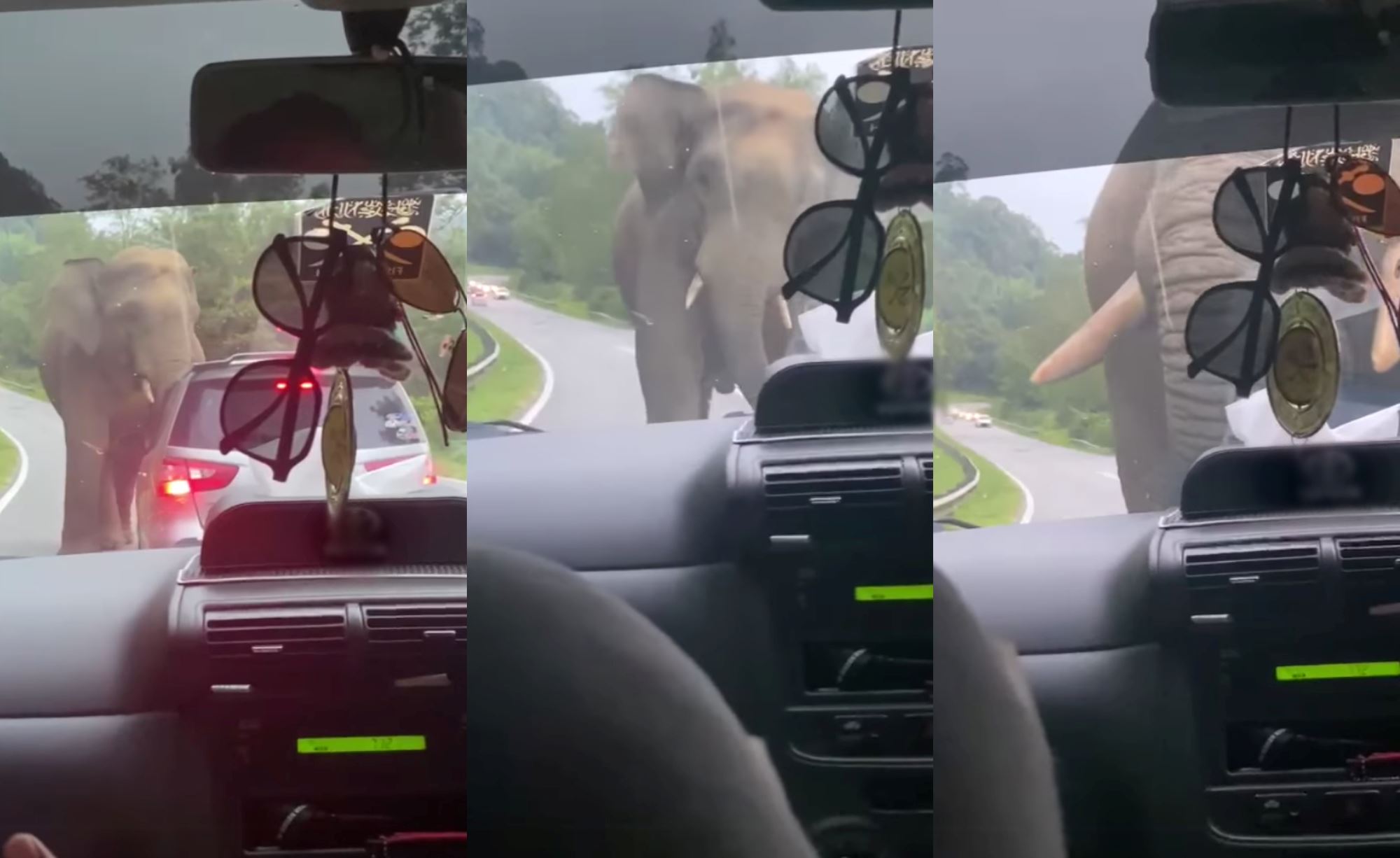 wild elephant greets highway users on their way balik kampung for hari raya!
