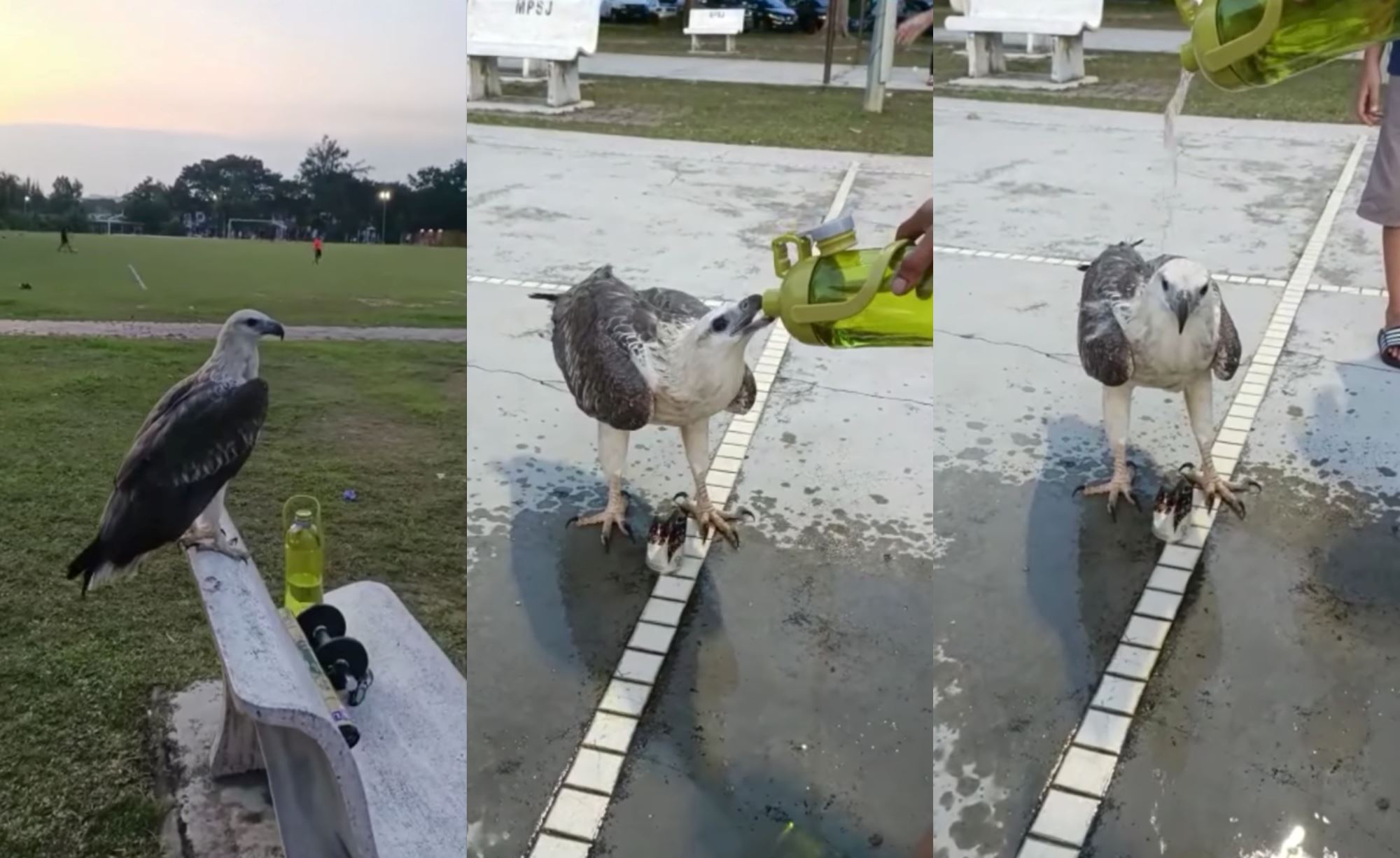friendly eagle hangs out with people at park in subang jaya, asking for water