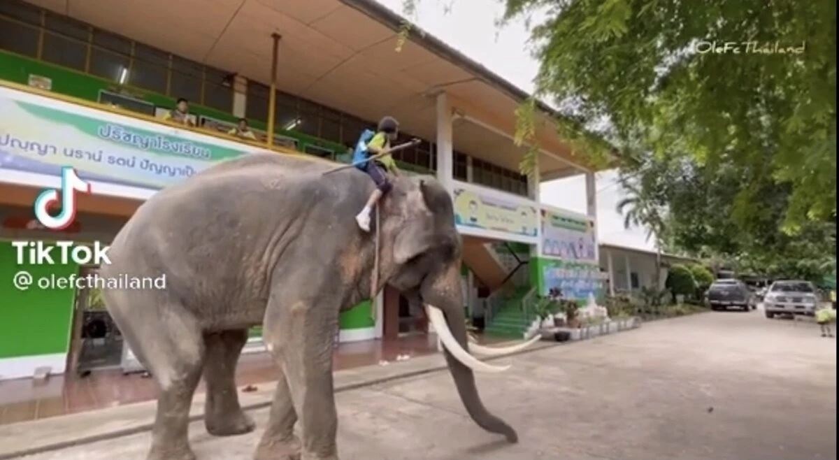 mahu jimat kos petrol, budak perempuan naik gajah pergi sekolah tiap hari