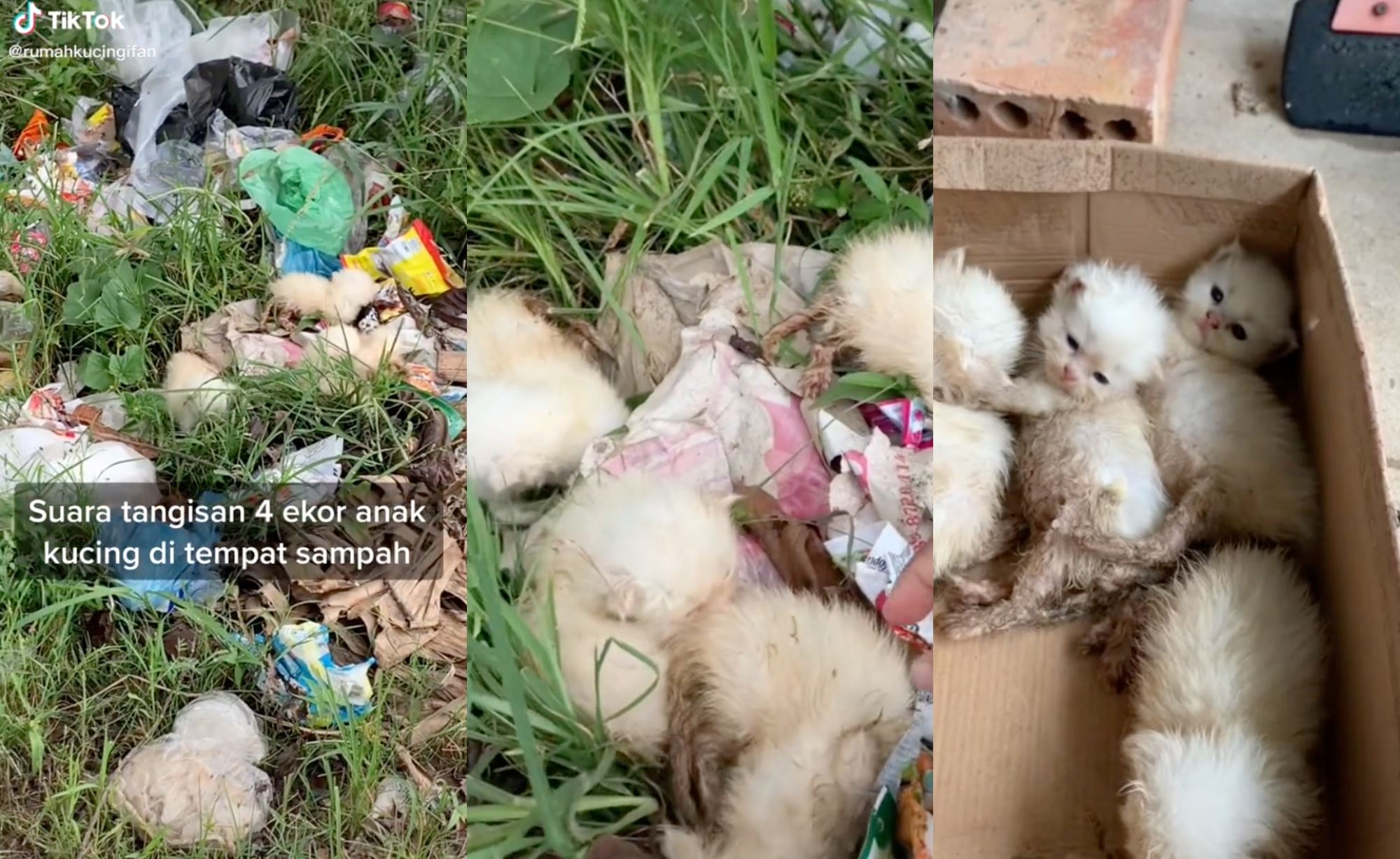kind m’sian man praised after saving abandoned kittens from a dumpster!