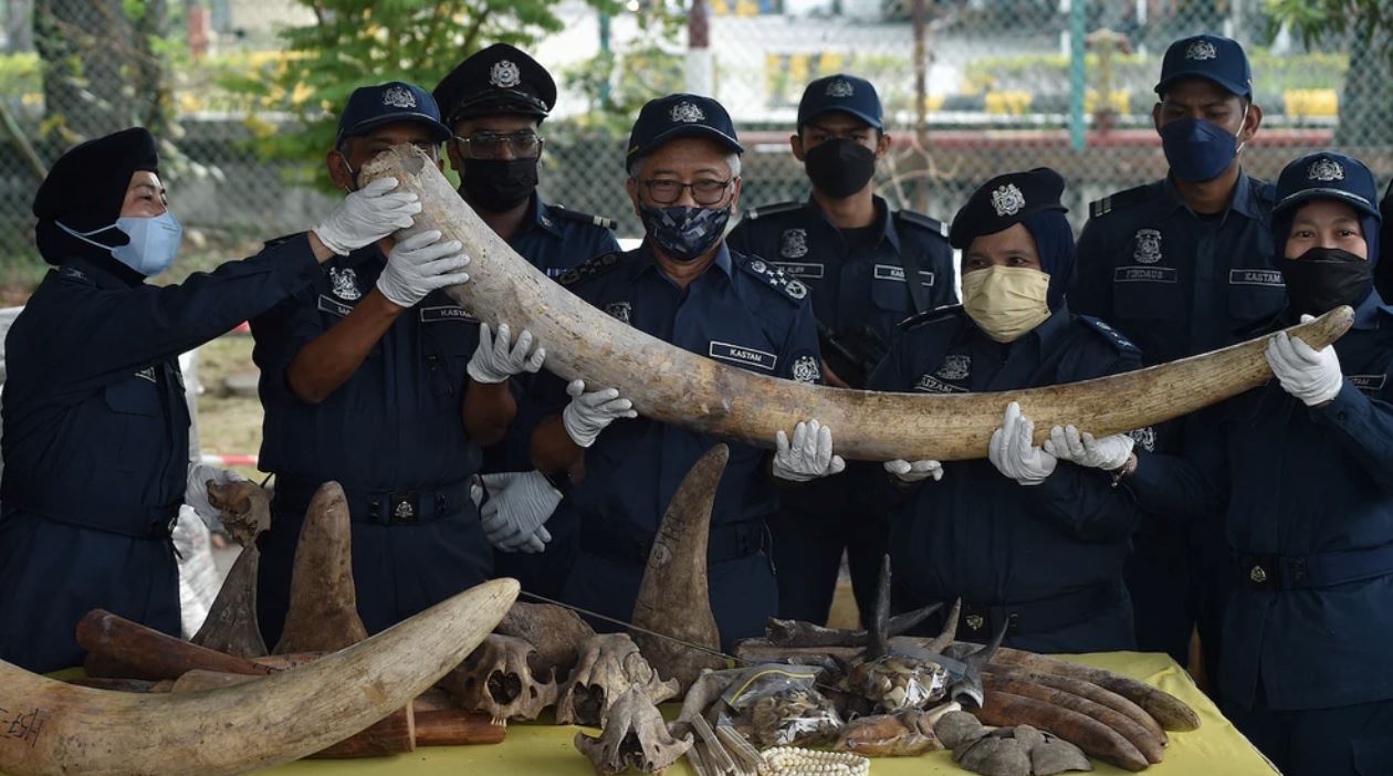 m’sian authorities seize rhino horns, tiger teeth, pangolin scales worth rm 80million in major bust