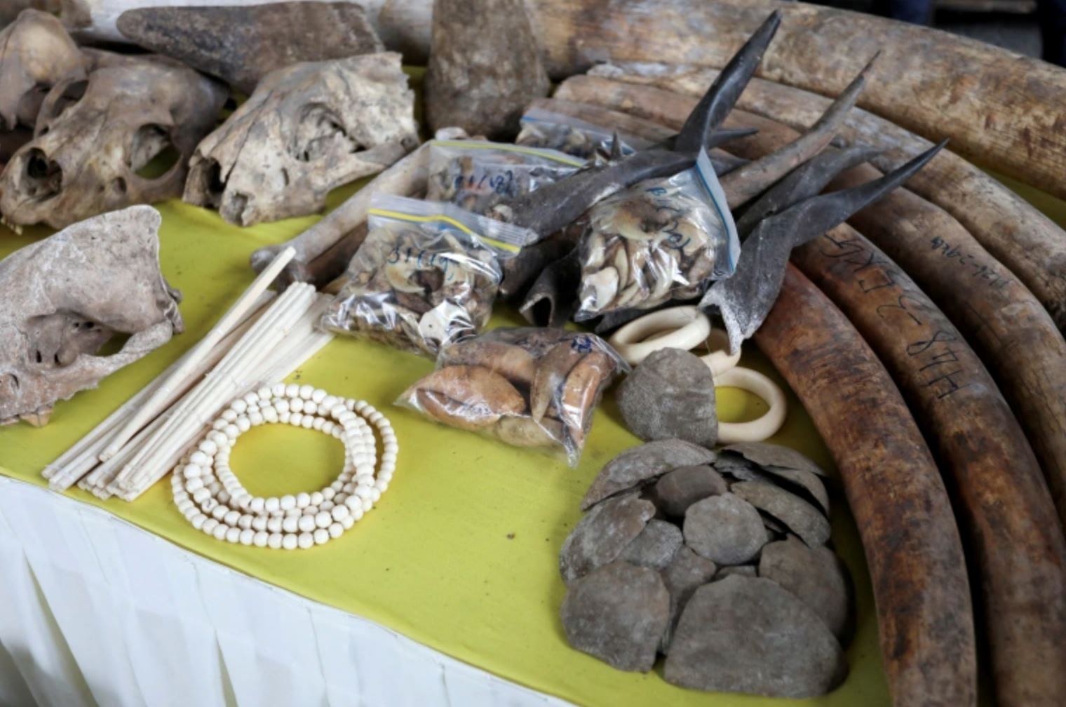 m’sian authorities seize rhino horns, tiger teeth, pangolin scales worth rm 80million in major bust