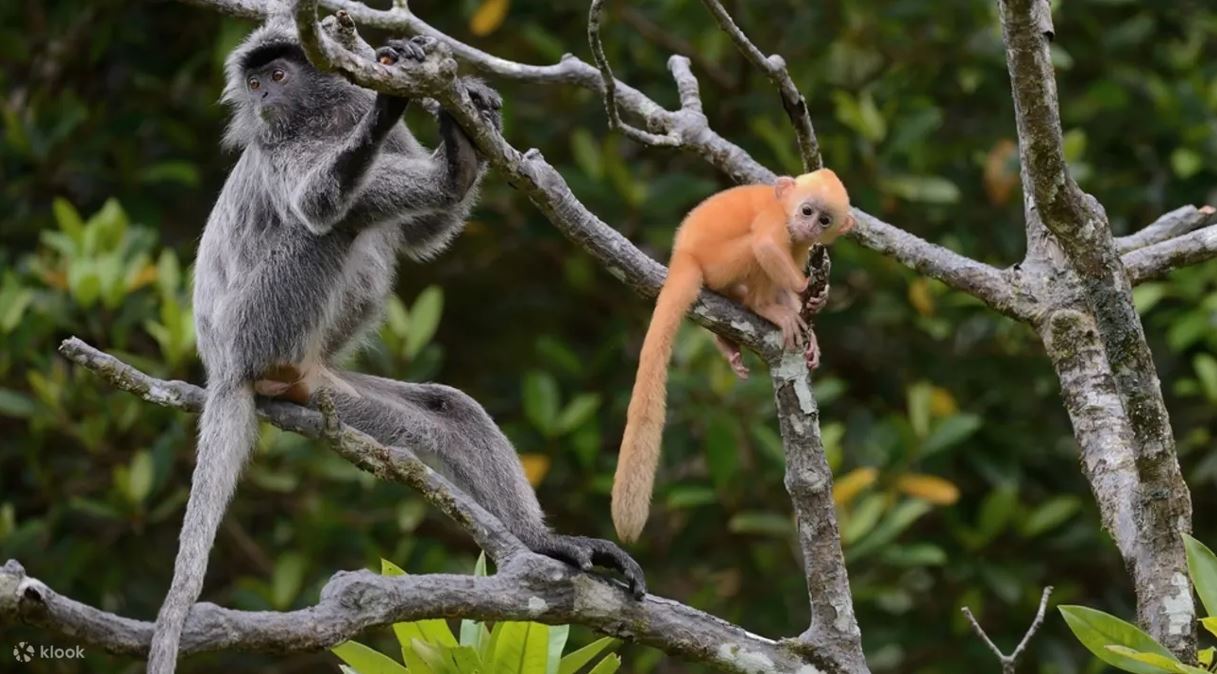 Monkeys on tree branches at Kilas Wetlands safari trip in Sabah