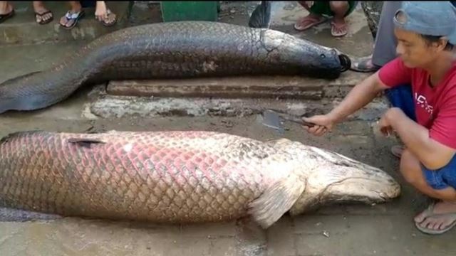 ikan raksasa asal lautan amazon muncul di indonesia
