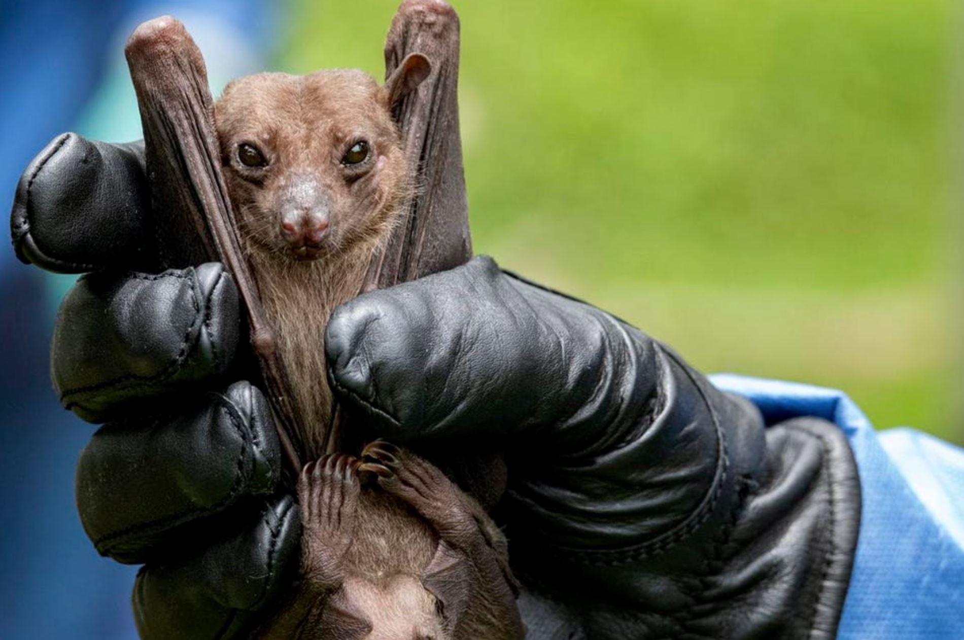 ghana confirms two cases of deadly marburg virus, same family as the virus that causes ebola