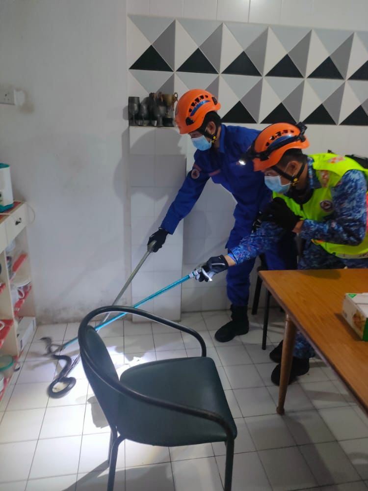 sarawak civil defence force (apm) catches lost cobra in cupboard