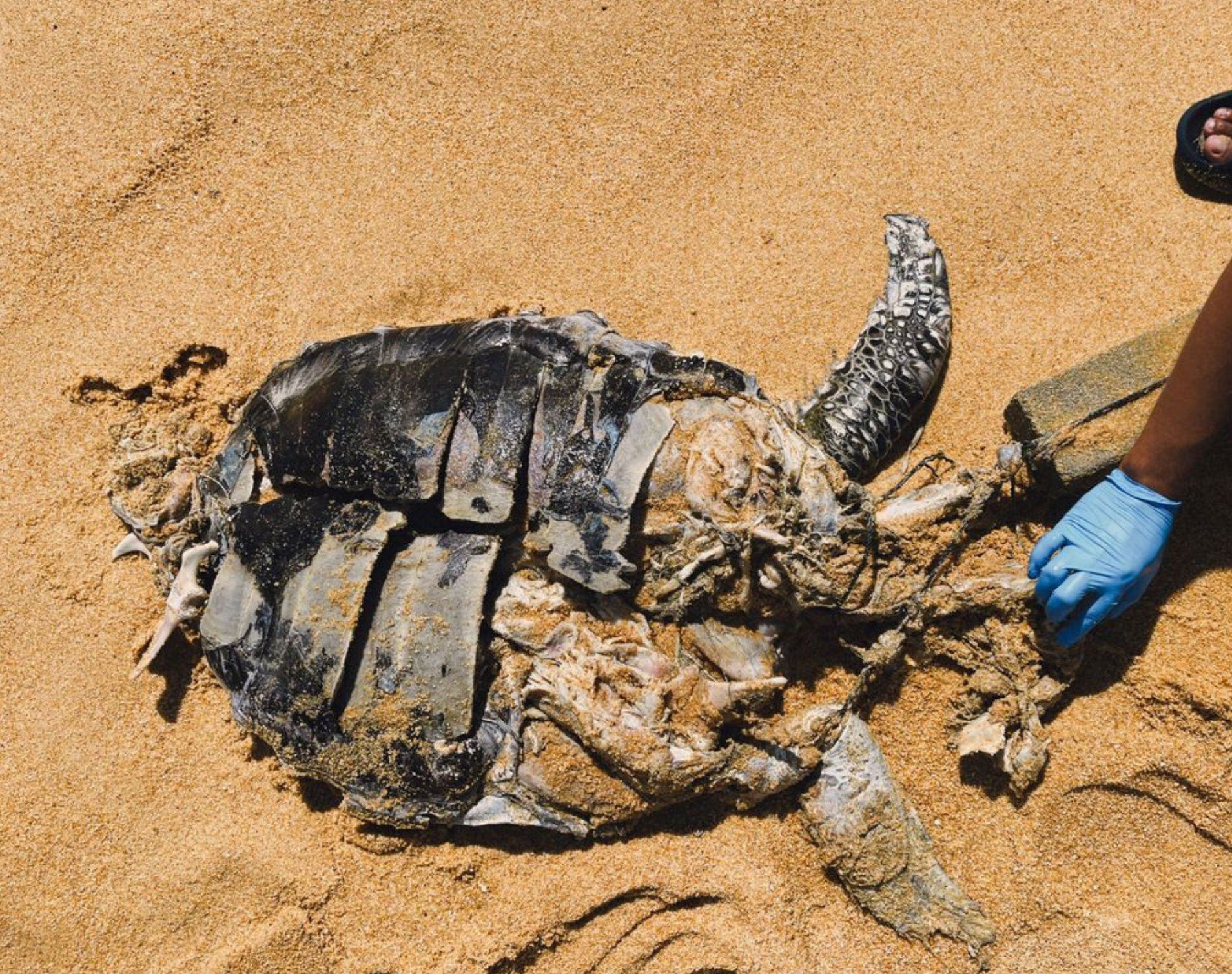green turtle found dead in terengganu, tied down with bricks