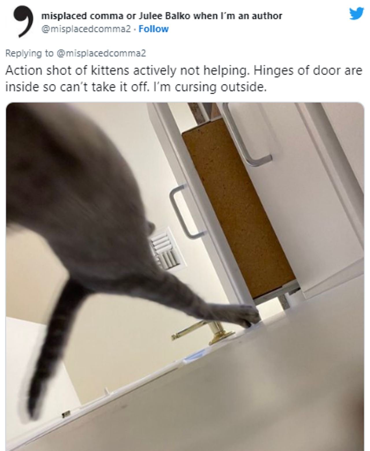 dua kucing berpakat kurung pemiliknya dalam bilik air