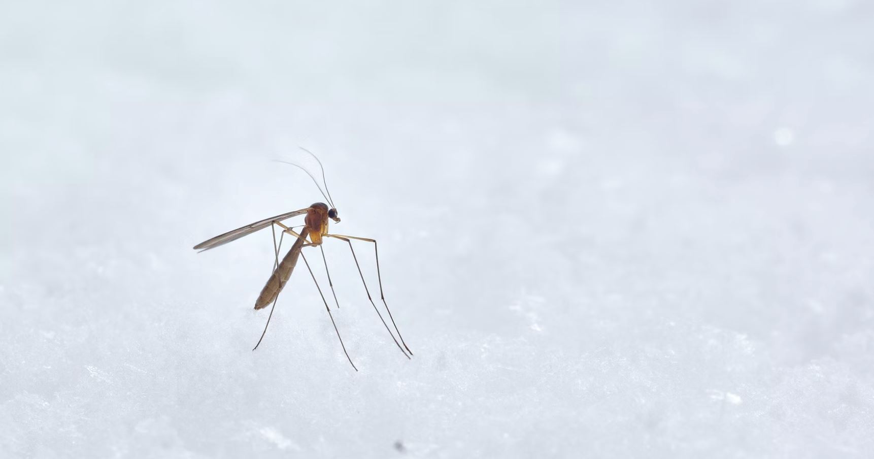 🦟研究：蚊子最爱叮你的脚❗️脚板真的很痒😂