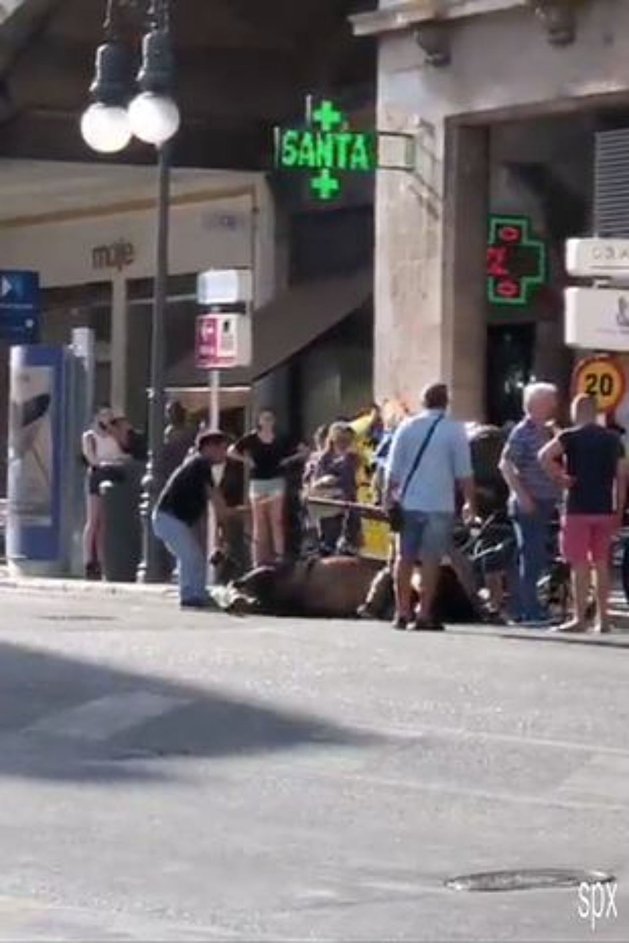 sedih lihat kuda rebah akibat strok haba ketika bawa pelancong