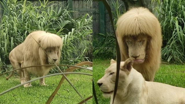 gaya rambut dan bulu singa pelik, netizen keliru salahkan penjaga zoo?