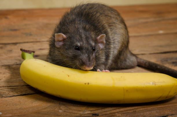 rupanya tikus jantan tertekan dengan buah pisang – kajian