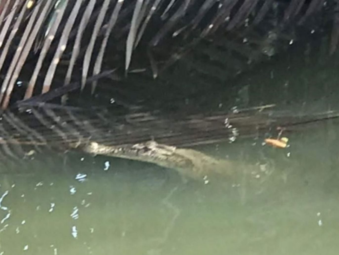 man in sarawak attacked by crocodile, slaps the reptile while trying to escape