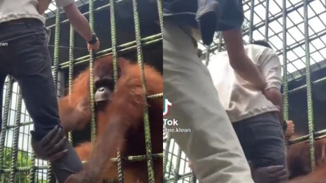 demi ‘content’! pengunjung zoo rakam detik cemas ditarik orang utan ketika cuba hulur tangan