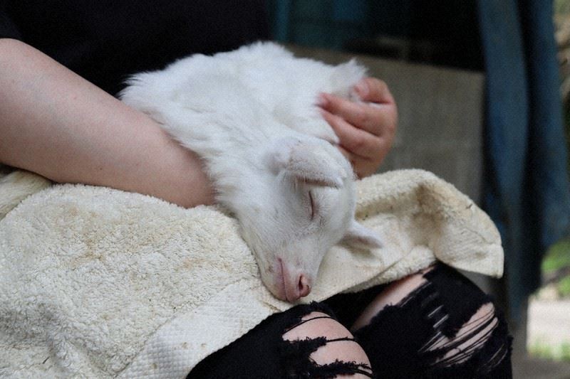 dapat masuk percuma kalau boleh dodoikan anak kambing