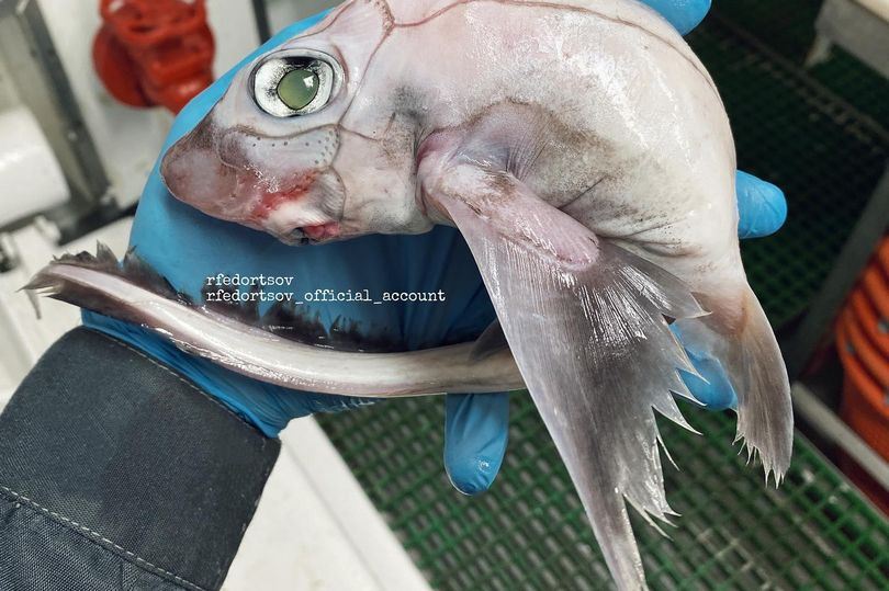 nelayan bingung tangkap ikan rupa aneh, disebut sebagai ‘ikan frankenstein’