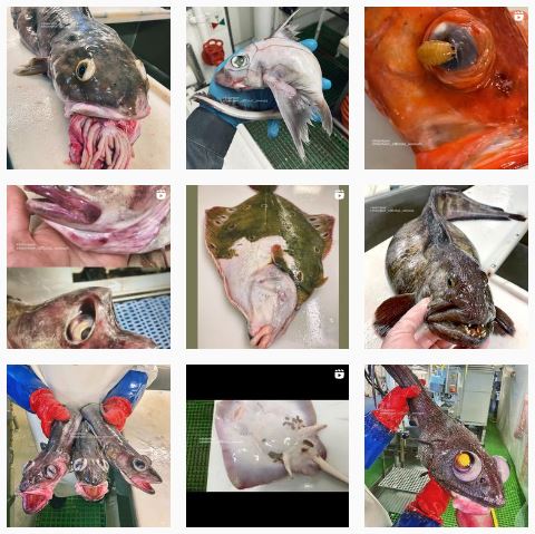 nelayan bingung tangkap ikan rupa aneh, disebut sebagai ‘ikan frankenstein’