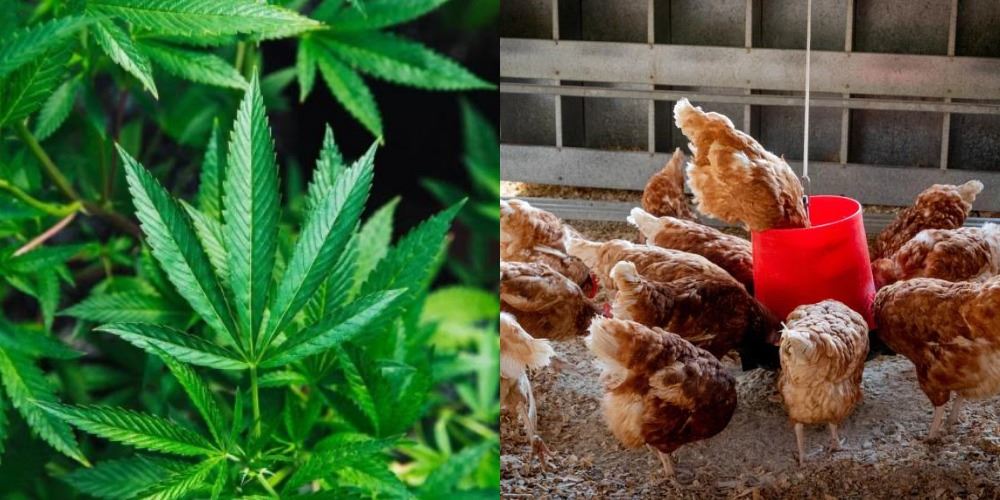 ayam ternakan diberi makan ganja di thailand dakwa dapat tingkatkan kualiti daging dan telur