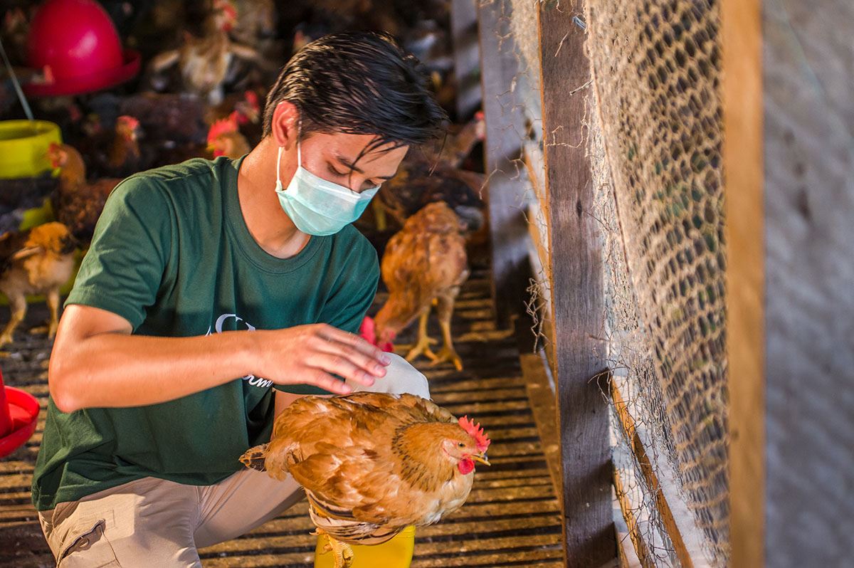 ayam ternakan diberi makan ganja di thailand dakwa dapat tingkatkan kualiti daging dan telur
