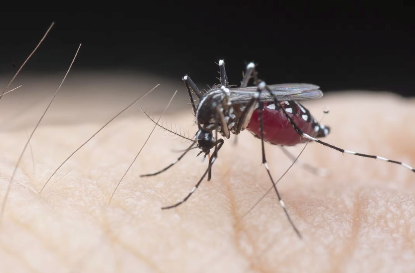 dengue cases in kedah recorded a 143.8% increase compared to last year!