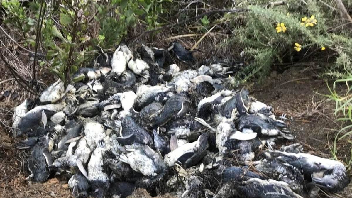 little penguins dead new zealand