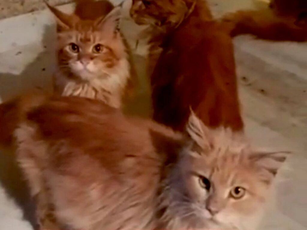 meninggal tanpa jiran sedar, mayat wanita jadi makanan 20 kucing