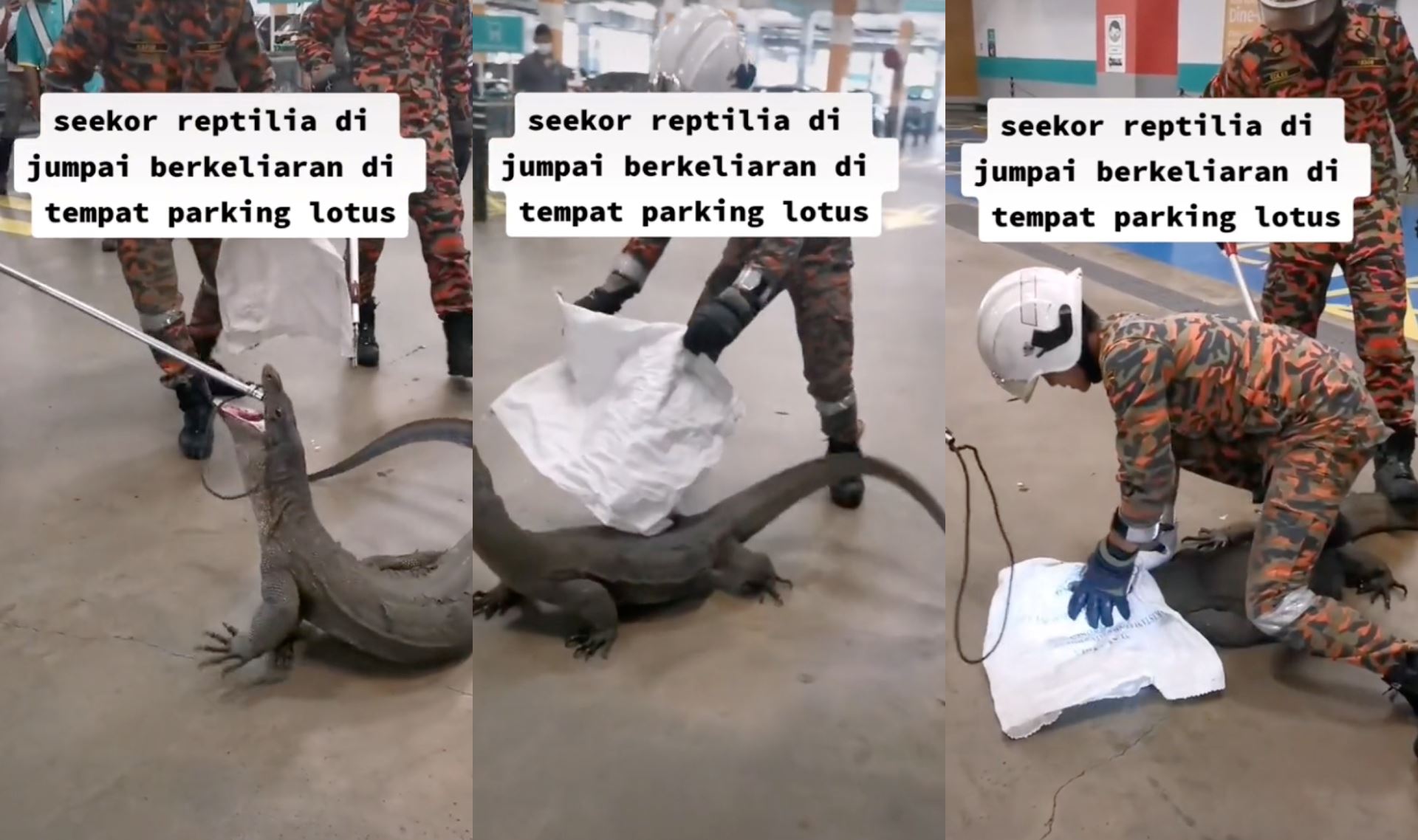 video of firefighters catching monitor lizard running freely at grocery store went viral, netizens amused