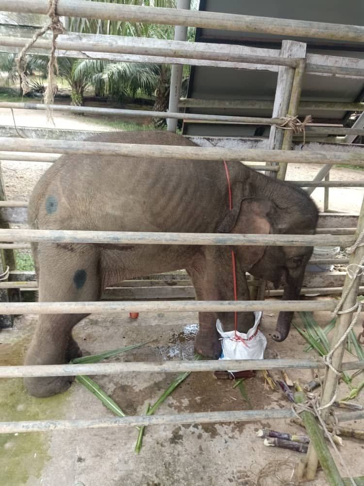 rescued baby elephant dies from injuries after its foot was amputated, caught in snare trap