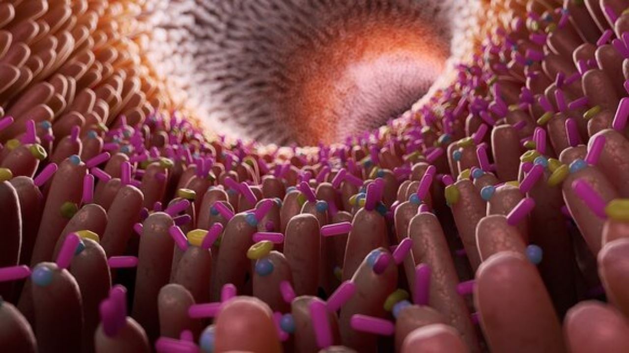 saintis temui teori manusia mungkin boleh bernafas melalui punggung