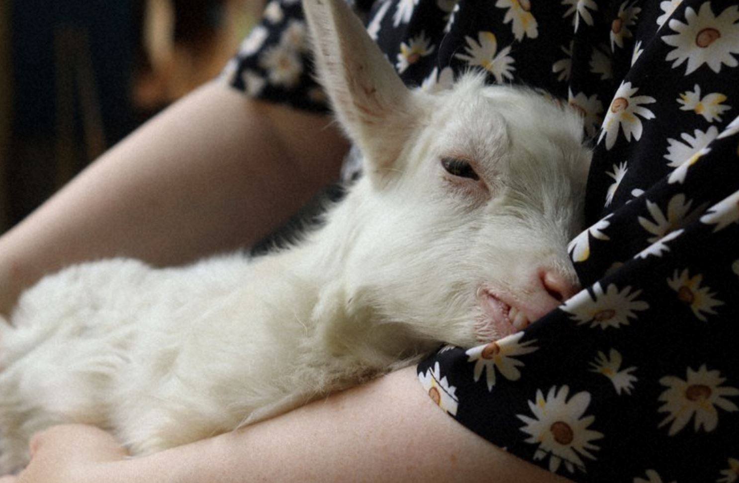 japan ranch gives free entry if you can lull baby goats to sleep!