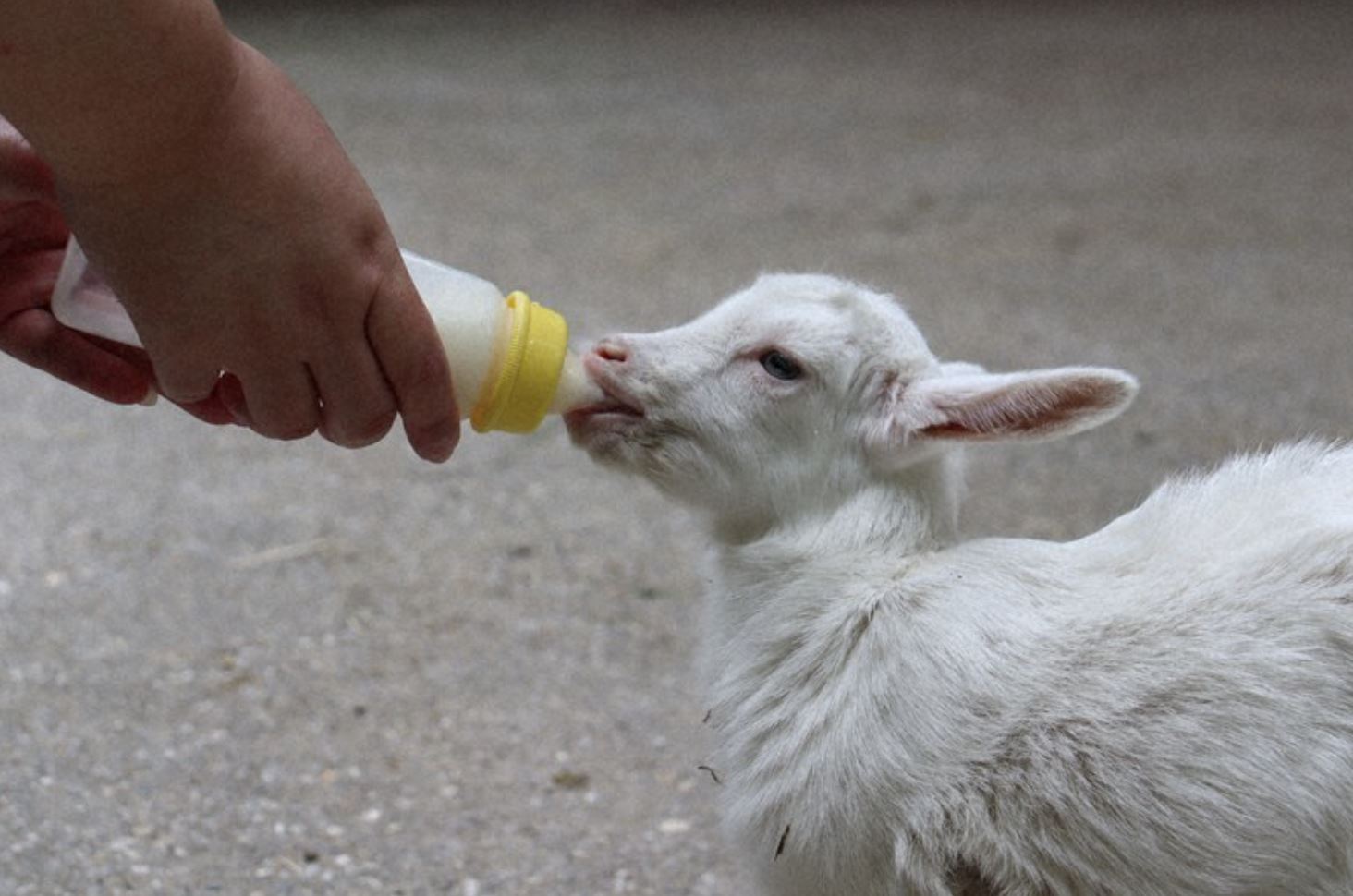 japan ranch gives free entry if you can lull baby goats to sleep!
