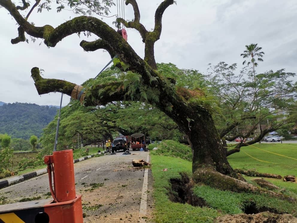 fallen 135-year-old “hujan-hujan” tree in taiping has been replanted, & is now being treated