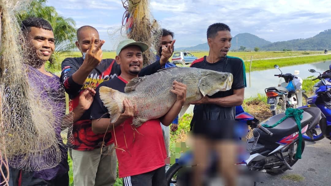 siakap sungai 21 kilogram berjaya ditangkap guna tenaga 10 penduduk