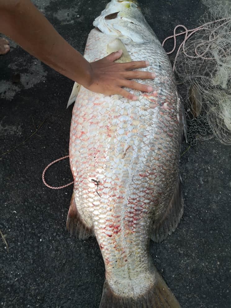 siakap sungai 21 kilogram berjaya ditangkap guna tenaga 10 penduduk