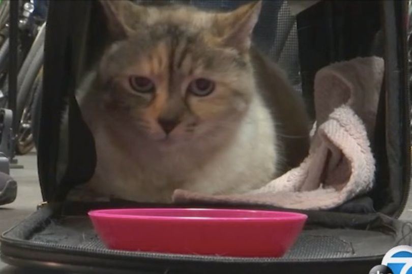 kucing hilang 7 tahun lalu, ditemukan 2,000 batu pada tuannya semula