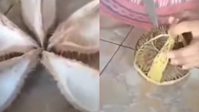 wanita mengidam makan durian berang, kecewa durian dibelinya tiada isi 