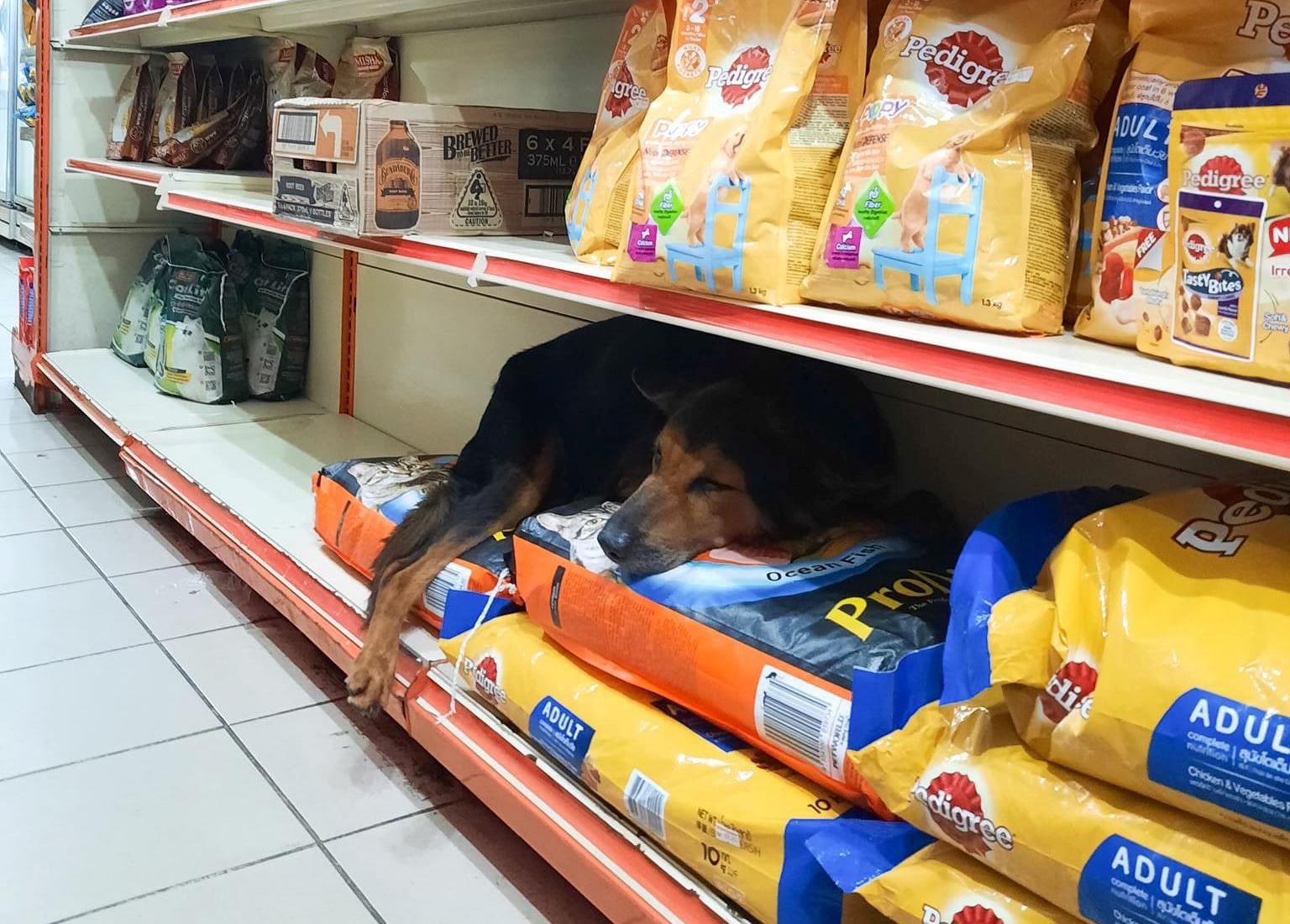 m’sians praise kedai runcit staffs for giving shelter to stray dog during thunderstorm