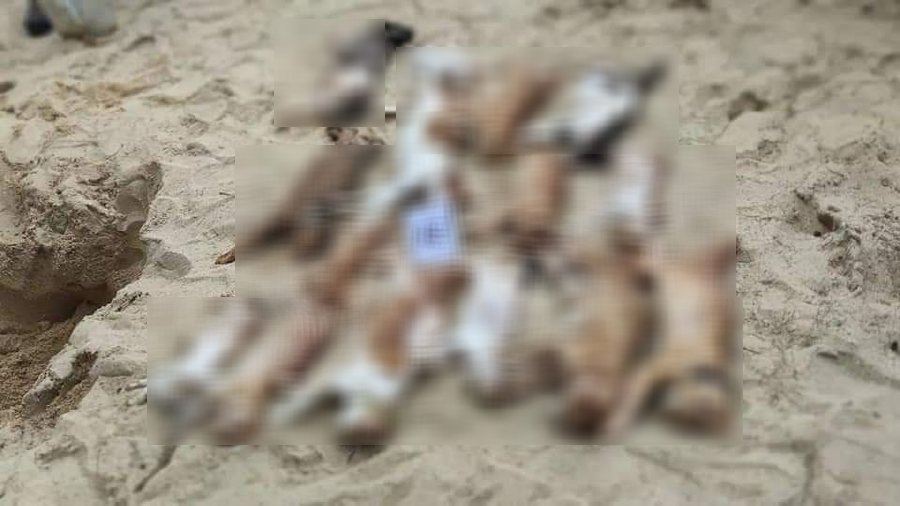 twenty stray cats found dead at terengganu beach, believed to be poisoned