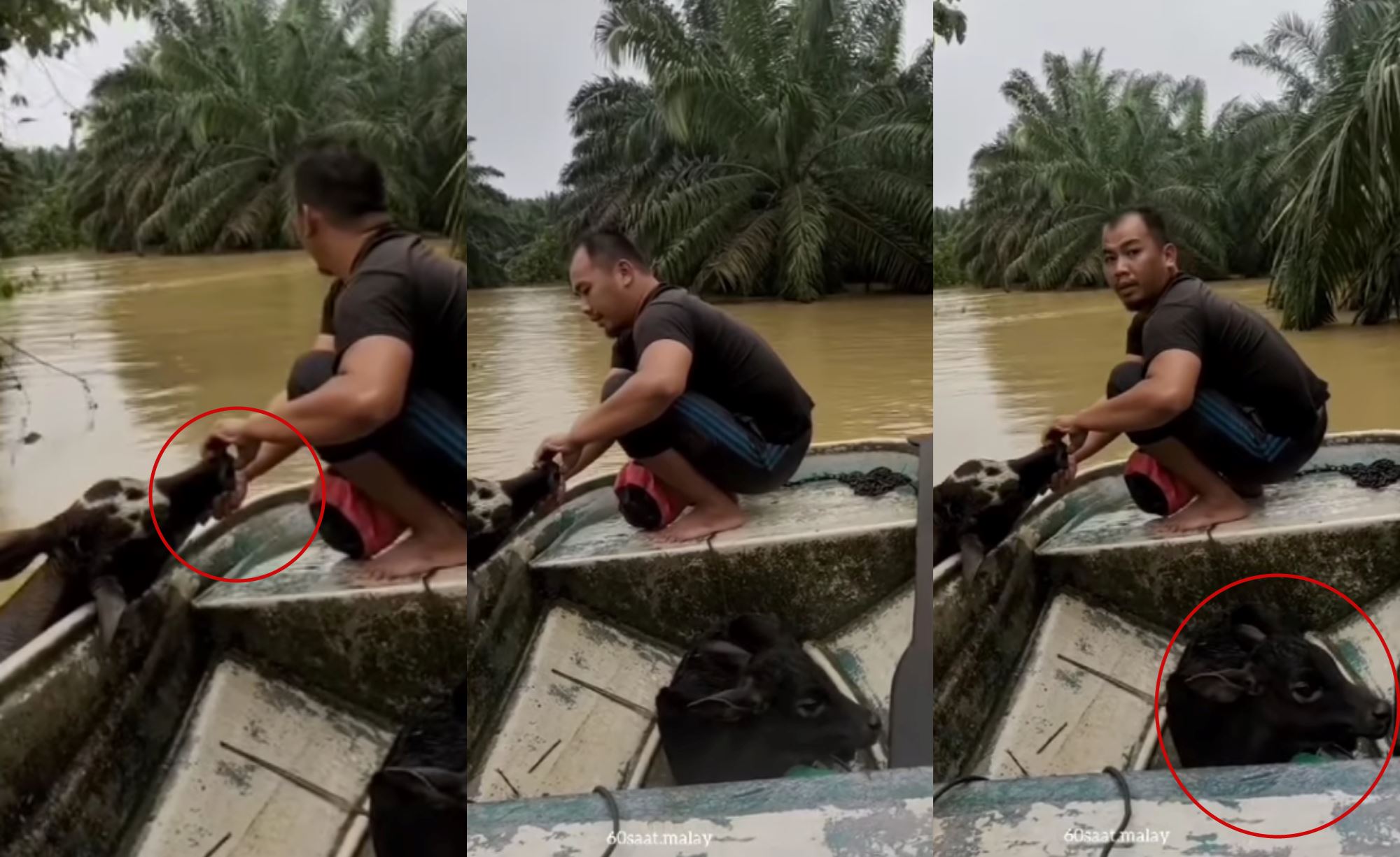 kelantanese man pulls cow by its nose through floodwaters to get it to safety